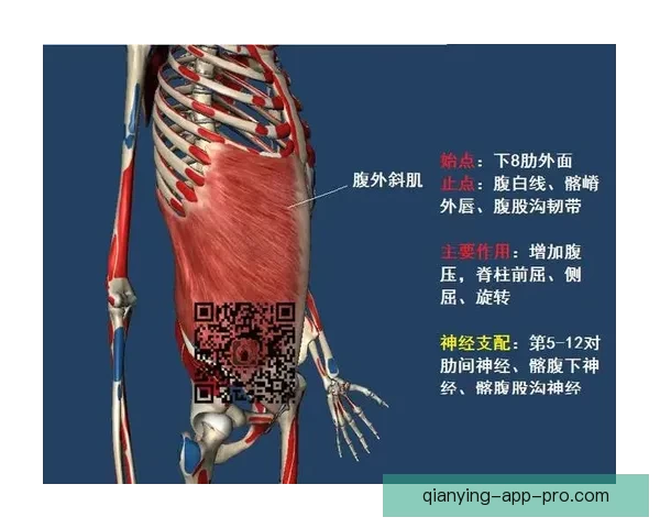 里夫斯腹斜肌二级损伤专家解析詹皇季后赛核心策略 里夫斯腹斜肌二级损伤专家解析詹皇季后赛核心策略